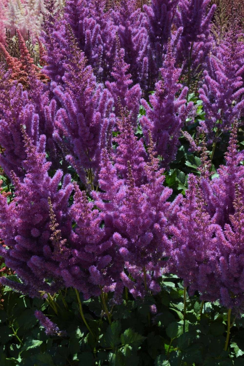 Astilbe 'Black Pearl' med dybt lilla blomsterstande